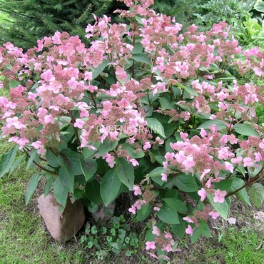 Гортензия метельчатая Дарума (Hydrangea paniculata 'Dharuma')