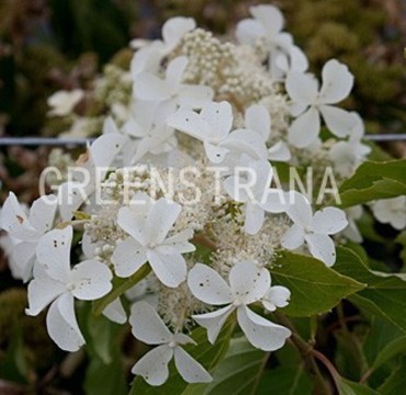 Гортензия метельчатая Левана (Hydrangea paniculata 'Levana')