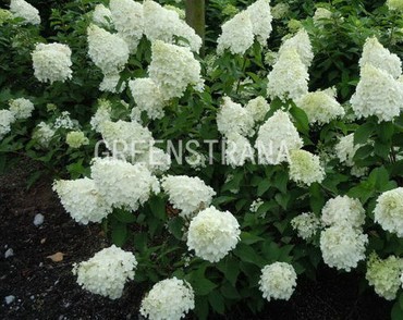 Гортензия метельчатая Октобер Прайд (Hydrangea paniculata 'October Pride')
