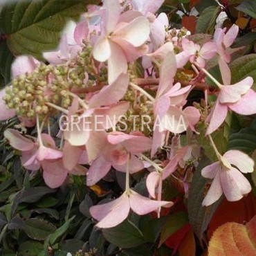 Гортензия метельчатая Перл д'Отом (Hydrangea paniculata 'Perle d\'Automne')