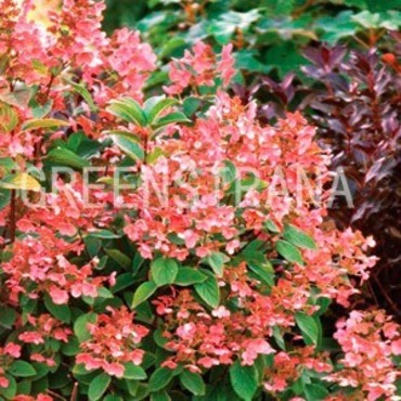 Гортензия метельчатая Пинк Куин (Hydrangea paniculata 'Pink Queen')