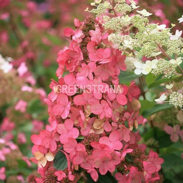 Гортензия метельчатая Пинк (Hydrangea paniculata 'Pink')