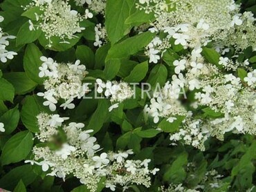 Гортензия метельчатая Прекокс (Hydrangea paniculata 'Praecox')