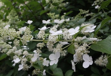 Гортензия метельчатая Уайт Голиаф (Hydrangea paniculata 'White Goliath')