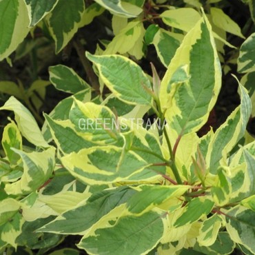 Дерен белый Крим Кракер (Cornus alba 'Cream Cracker')