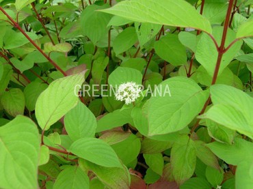Дерен белый Вестонбирт (Cornus alba 'Westonbirt')