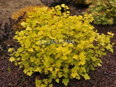 Пузыреплодник калинолистный Энджел Голд (Physocarpus opulifolius 'Angel Gold')