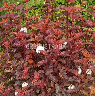 Пузыреплодник калинолистный Диаболо д'Ор (Physocarpus opulifolius 'Diabolo d\'Or')