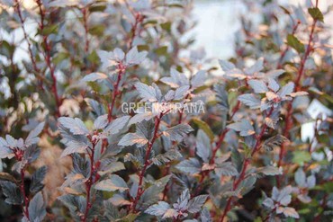 Пузыреплодник калинолистный Литтл Девил (Physocarpus opulifolius 'Little Devil')