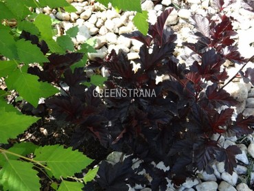 Пузыреплодник калинолистный Миднайт (Physocarpus opulifolius 'Midnight')