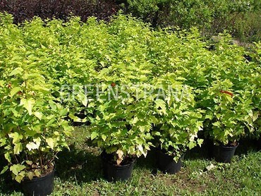 Пузыреплодник калинолистный (Physocarpus opulifolius)