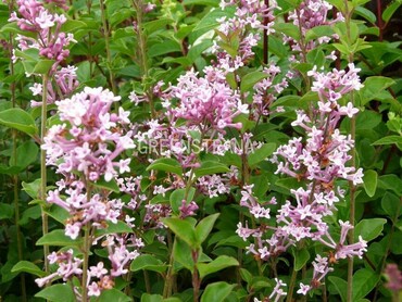 Сирень Жози (Syringa 'Josee')