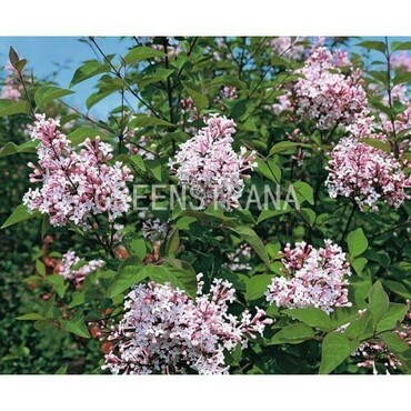 Сирень мелколистная Розеа (Syringa microphylla 'Rosea')