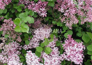 Сирень мелколистная Суперба (Syringa microphylla 'Superba')