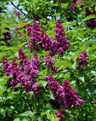Сирень обыкновенная Эдвард Хардинг (Syringa vulgaris 'Edward Harding')