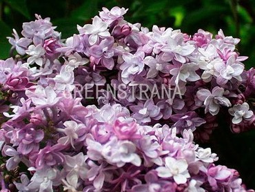 Сирень обыкновенная Мишель Бюхнер (Syringa vulgaris 'Michel Buchner')