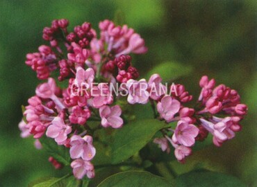 Сирень обыкновенная Пирлесс Пинк (Syringa vulgaris 'Peerless Pink')