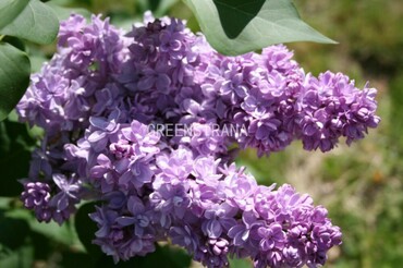 Сирень обыкновенная Андрей Громов (Syringa vulgaris 'Andrey Gromov')