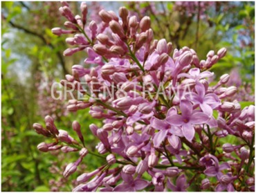 Сирень обыкновенная Буффон (Syringa vulgaris 'Buffon')