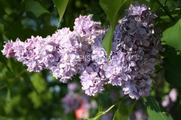 Сирень обыкновенная Великая Победа (Syringa vulgaris 'Velikaya Pobeda')