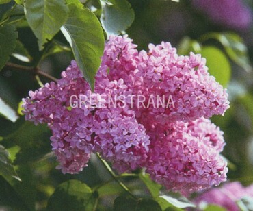 Сирень обыкновенная Верджиния Беккер (Syringa vulgaris 'Virginia Becker')