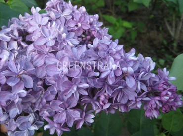 Сирень обыкновенная Виолетта (Syringa vulgaris 'Violetta')