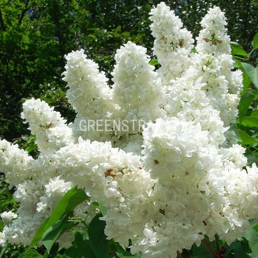Сирень обыкновенная Лиега (Syringa vulgaris 'Liega')