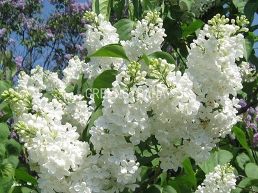 Сирень обыкновенная Маленький принц (Syringa vulgaris 'Malenkiy Prints')