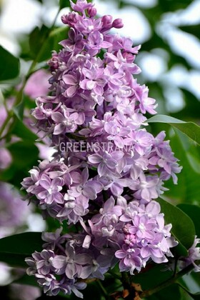 Сирень обыкновенная Память Вавилова (Syringa vulgaris 'Pamyat o Vavilove')