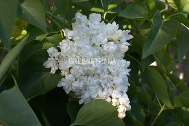 Сирень обыкновенная Память о Колесникове (Syringa vulgaris 'Pamyat o Kolesnikove')