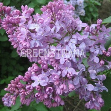 Сирень обыкновенная Русь (Syringa vulgaris 'Rus')