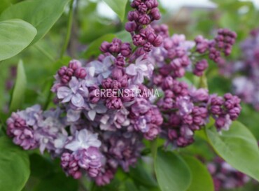 Сирень обыкновенная Фантазия (Syringa vulgaris 'Fantasy')