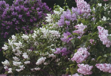 Сирень обыкновенная (Syringa vulgaris)