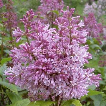 Сирень Престона Минует (Syringa x prestoniae 'Minuet')