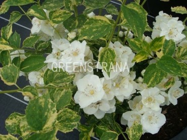 Чубушник венечный Инносенс (Philadelphus coronarius 'Innocence')
