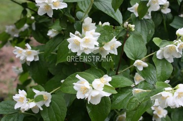 Чубушник венечный Шнеештурм (Philadelphus coronarius 'Schneesturm')