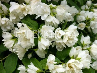 Чубушник венечный Белый букет (Philadelphus coronarius 'Belyj Buket')