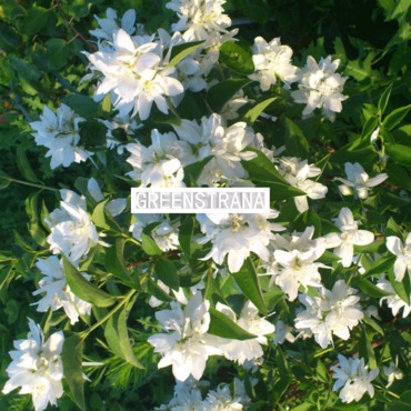 Чубушник венечный Комсомолец (Philadelphus coronarius 'Komsomolets')