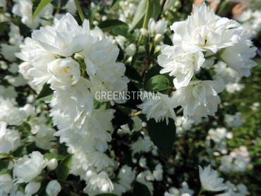 Чубушник венечный Снежная Буря (Philadelphus coronarius 'Snezhnaya Burya')