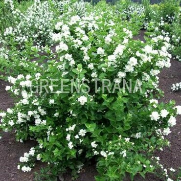 Чубушник Лемуана Монблан (Philadelphus x lemoinei 'Mont Blanc')