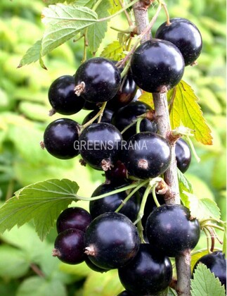 Смородина черная Багира (Ribes nigrum 'Bagira')