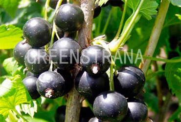 Смородина черная Гулливер (Ribes nigrum 'Gulliver')