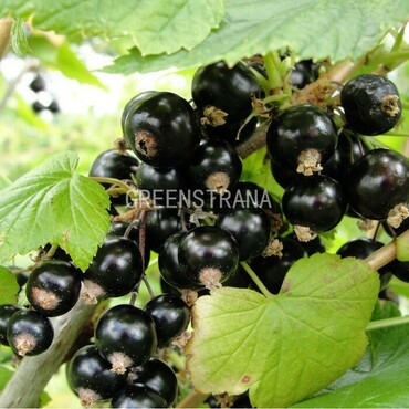 Смородина черная Селеченская (Ribes nigrum 'Selechenskaya')