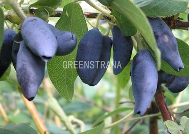 Жимолость съедобная Югана (Lonicera caerulea 'Yugana')
