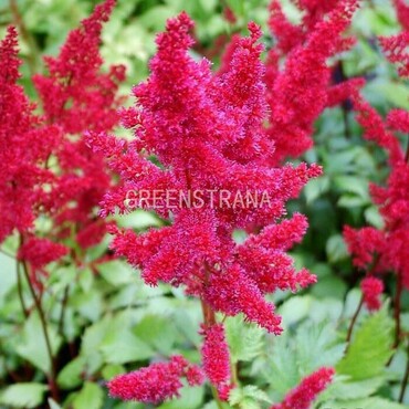 Астильба Арендса Этна (Astilbe x arendsii 'Etna')