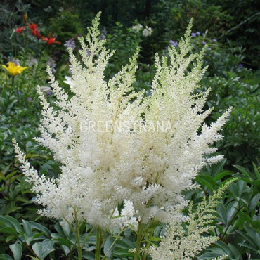 Астильба Арендса Вайссе Глория (Astilbe x arendsii 'Weisse Gloria')