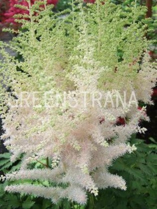 Астильба китайская Милк энд Хани (Astilbe chinensis 'Milk and Honey')