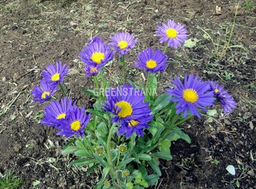 Астра альпийская Дункле Шёне (Aster alpinus 'Dunkle Schöne')