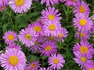 Астра альпийская Хэппи Энд (Aster alpinus 'Happy End')