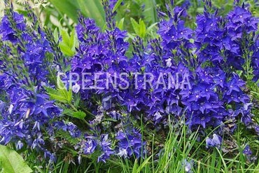 Вероника австрийская (Veronica austriaca)